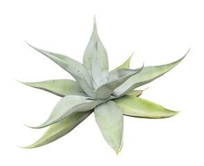 Tropical agave plant isolated on white background.This has clipping path.	
