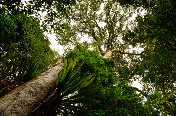 Tropical forest with ferns and big trees canopy