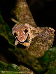 Madagascar leaf tail tree gecko