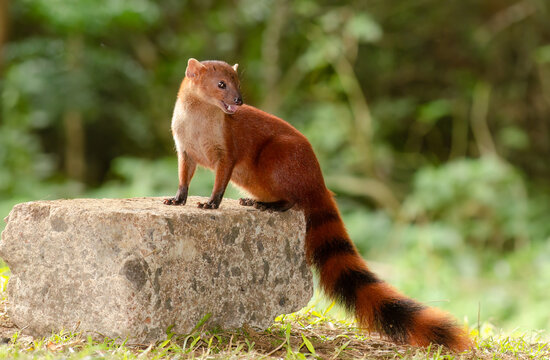 ring-tailed vontsira, Galidia elegans, or ring-tailed mongoose