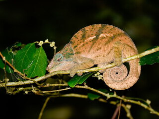 Madagascar chameleon sleeping on a branch