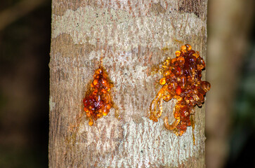 Gum secretion on a tree in Amber Mountain