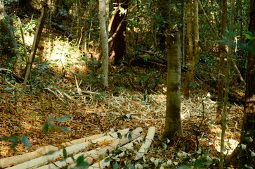 Illegal logs on the forest floor in a rain forest in Madagascar
