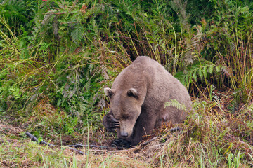 Obraz premium Alaskan Brown Bear sitting among the grass in Big River Lakes, Alaska, USA 