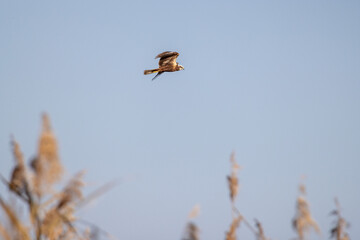 Falco di palude, Circus aeruginosus, all'oasi naturalistica di Manzolino.