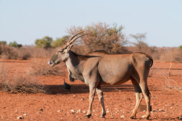 elenantilope in freier Wildbahn in Namibia