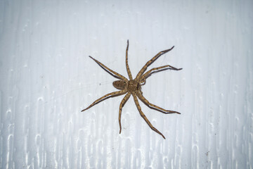 Female Giant crab spider - Heteropoda venatoria on the wall of the bathroom door in the house.