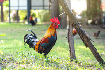Safe zone for chicken stray. A rooster who lives happily on the lawn in public park the temple of Thailand.