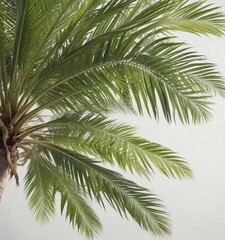 Isolated coconut palm tree leaf on white surface with slight bokeh effect, contemporary , isolated