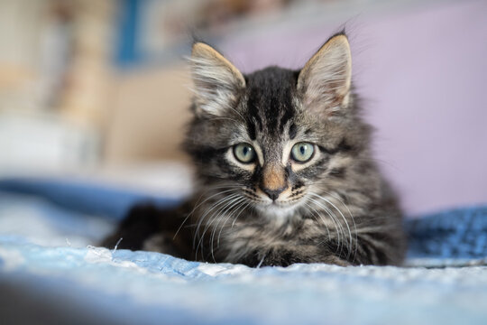 gatto 