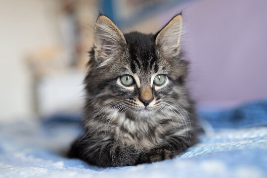 gatto