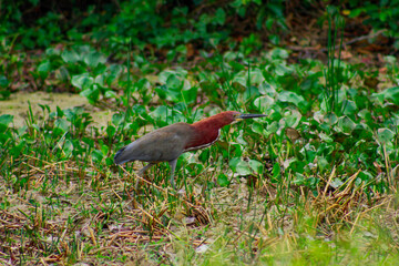 Aves de la amazonia del Beni Bolivia