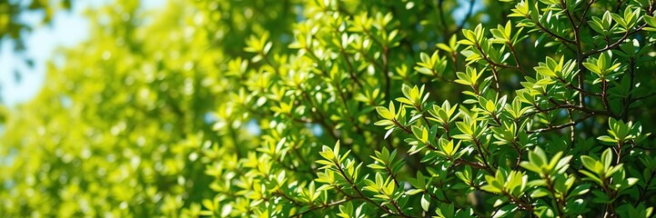 Small green leaves in a bright sunny environment, micro photography, macro photography
