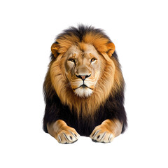 Fototapeta premium Majestic Male Lion with a Powerful Gaze - Isolated on Black
