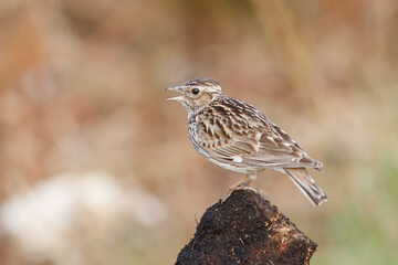 Tree lark with the scientific name of (Lullula arborea). This lark often perches in trees, in contrast to other species of larks, which use the ground much more.