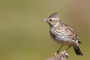 Tree lark with the scientific name of (Lullula arborea). This lark often perches in trees, in...