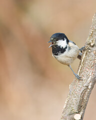 Charcoal tit with the scientific name of (Periparus ater). Small black-headed bird perched on a branch singing.