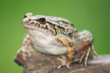 Pointed-snouted frog with the scientific name of (Discoglossus galganoi). It is a species of frog from the Discoglossidae family. A frog on top of a rock.