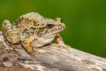 Pointed-snouted frog with the scientific name of (Discoglossus galganoi). It is a species of frog from the Discoglossidae family. A frog on top of a rock.