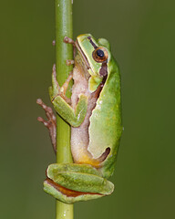 European tree frog (Hyla arborea), also known as tree frog. Can be seen on humid and cloudy days