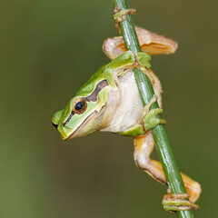 European tree frog (Hyla arborea), also known as tree frog. Can be seen on humid and cloudy days