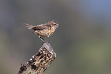 Stonechat with the common name of (Saxicola rubicola). Juvenile bird perched on top of a tree trunk.