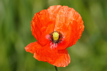 Wild red tulip. Red flower with yellow center, with pollen around it.