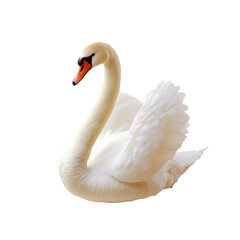 Fototapeta premium Elegant White Swan with Graceful Posture