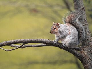 A gray squirrel perched on a tree branch in a public park in the UK with a green blurred background in autumn