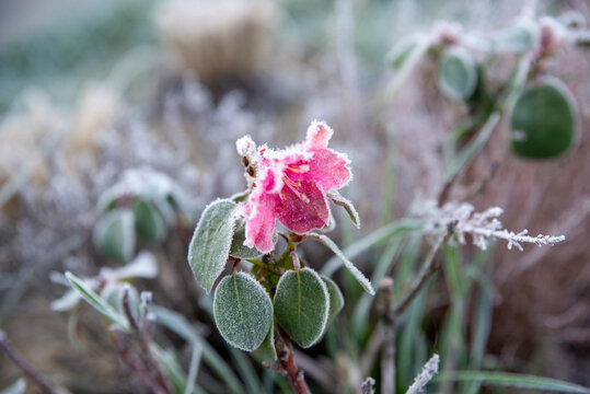 Frosted Pink Bloom in Winter's Chill