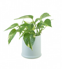 pothos pearls and jade devil ivy plant in white pot with white isolated background © paladin1212