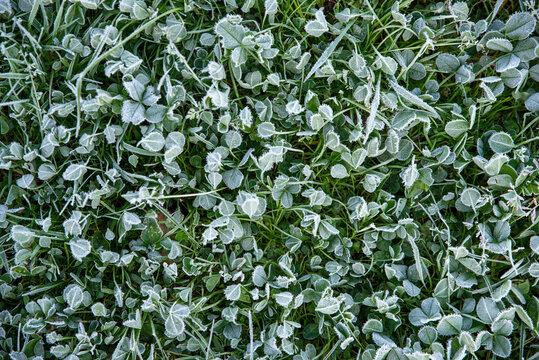 Frosted Clover and Grass Blades in Winter's Embrace