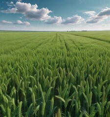 a blue sky with wheat and bean fields in varying shades of green , wheat field, natural