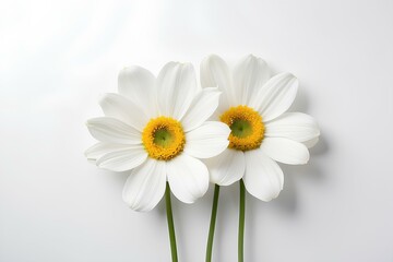 Obraz premium Two White Daisies Standing Together in a Minimalist Composition
