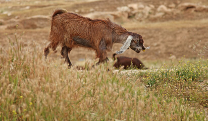 Goat walking with ears swinging, Jerash Jordan

