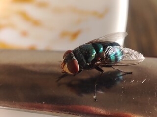 Close up house fly landed on a plate. The house fly,  Musca domestica is a well-known cosmopolitan...