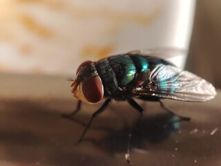 Close up house fly landed on a plate. The house fly,  Musca domestica is a well-known cosmopolitan...