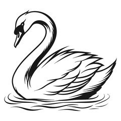 black and white swans