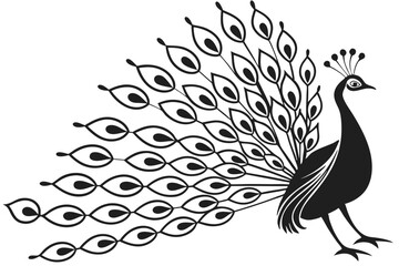 peacock vector illustration