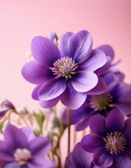 Vibrant purple spring flowers captured with soft pink background, showcasing natural beauty