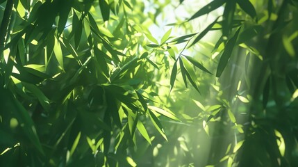 Fototapeta premium Exploring lush green bamboo forests with dappled sunlight in nature's embrace