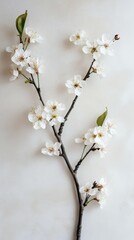 Admiring cherry blossom branches spring garden photography showcasing nature's beauty