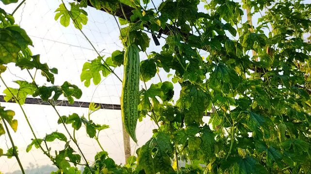 Footage of bitter gourd (bitter melon) with plant. The green vegetable creeping gourd plant. Bitter gourd vegetable plant with green natural background.