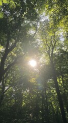 Fototapeta premium Ground level serenity sunlight filtering through an enchanted forest canopy
