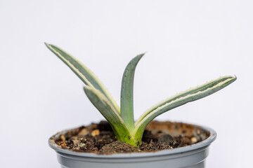 Succulent cactus isolated on white background