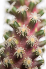 Succulent cactus isolated on white background