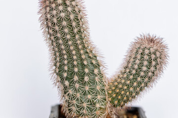 Succulent cactus isolated on white background