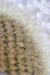 Macro photo of cactus needles with water droplets in pastel colors