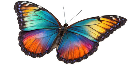 Obraz premium Colorful butterfly perched on a vibrant flower. transparent background
