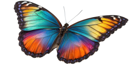 Colorful butterfly perched on a vibrant flower. transparent background